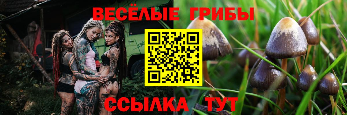 Галлюциногенные грибы Cubensis  Вход с VPN  цены наркотик  Свободный 